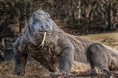 komodo dragon philippines.